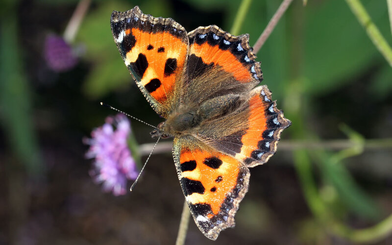 butterfly on purple flower