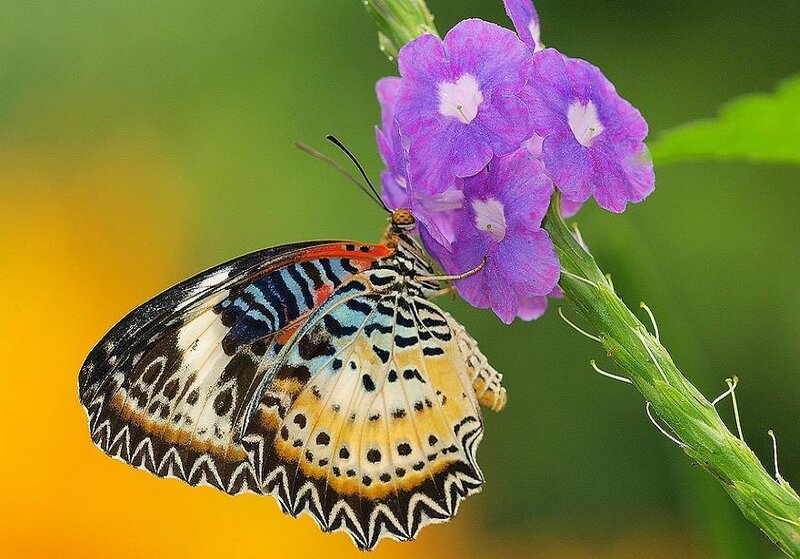 butterfly on purple flower