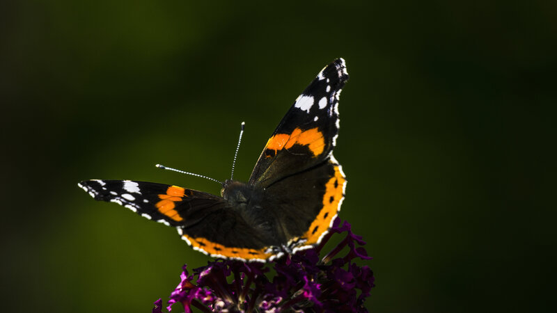 Butterfly on Purple Flower — Black, Calm