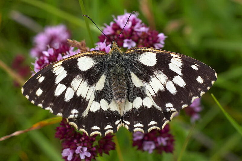 Butterfly on Purple Flower — Black