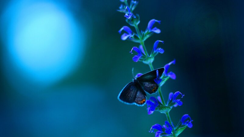 Butterfly on Purple Flower — Blue, Serene, Night