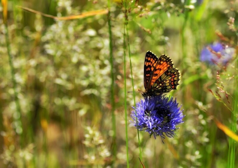 Butterfly on Purple Flower — Blue, Serene
