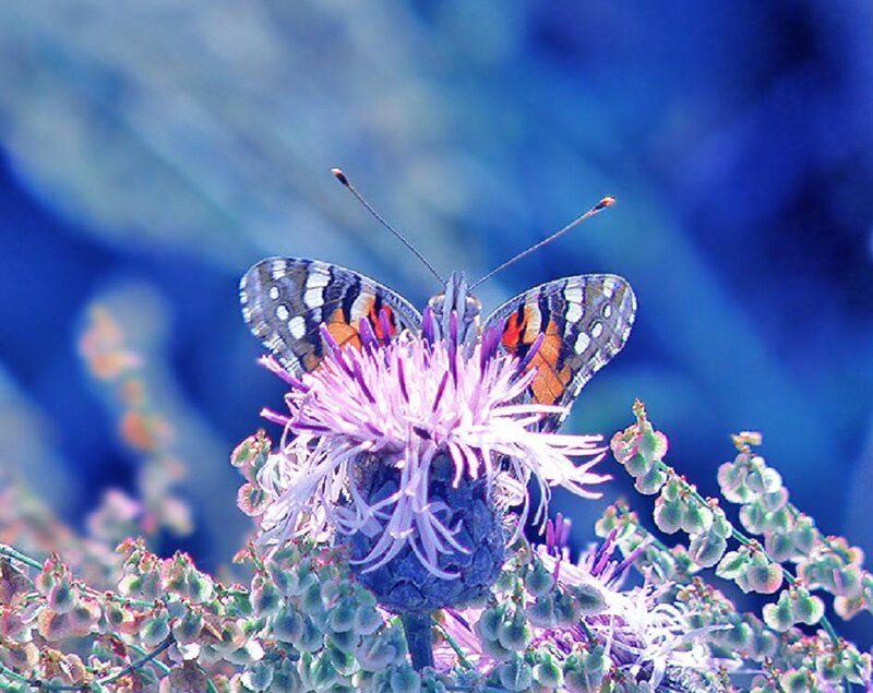 Butterfly on Purple Flower — Blue