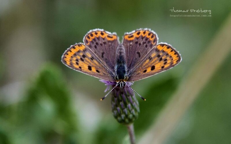 Butterfly on Purple Flower — Brown, Calm