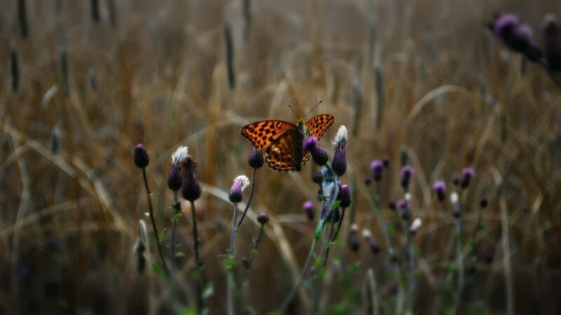 Butterfly on Purple Flower — Brown, Natural