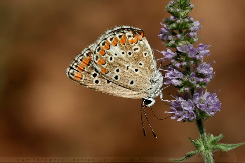 Butterfly on Purple Flower — Brown