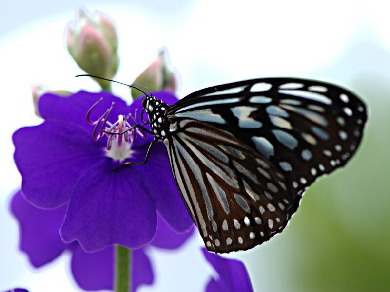 Butterfly on Purple Flower — Calm, Afternoon, Photograph, Bud