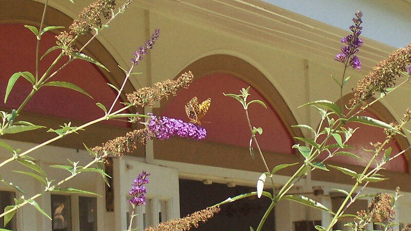 Butterfly on Purple Flower — Calm, Afternoon, Photograph, Building