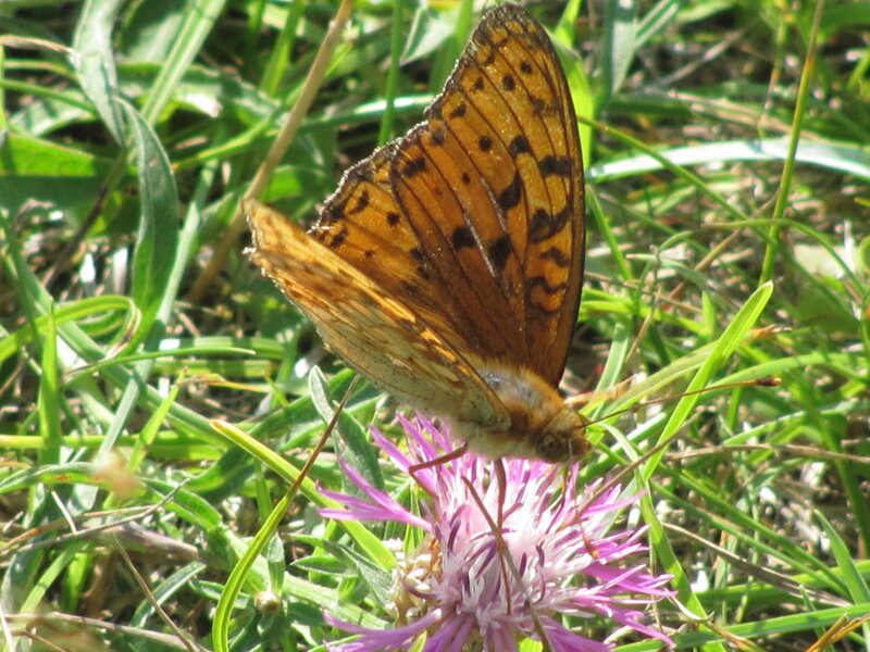 Butterfly on Purple Flower — Calm, Afternoon, Photograph, Grass