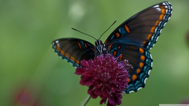 Butterfly on Purple Flower — Calm, Afternoon, Photograph, Green Background