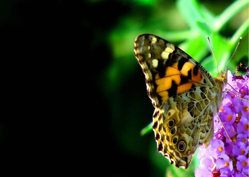 Butterfly on Purple Flower — Calm, Afternoon, Photograph, Green Leaves, Yellow