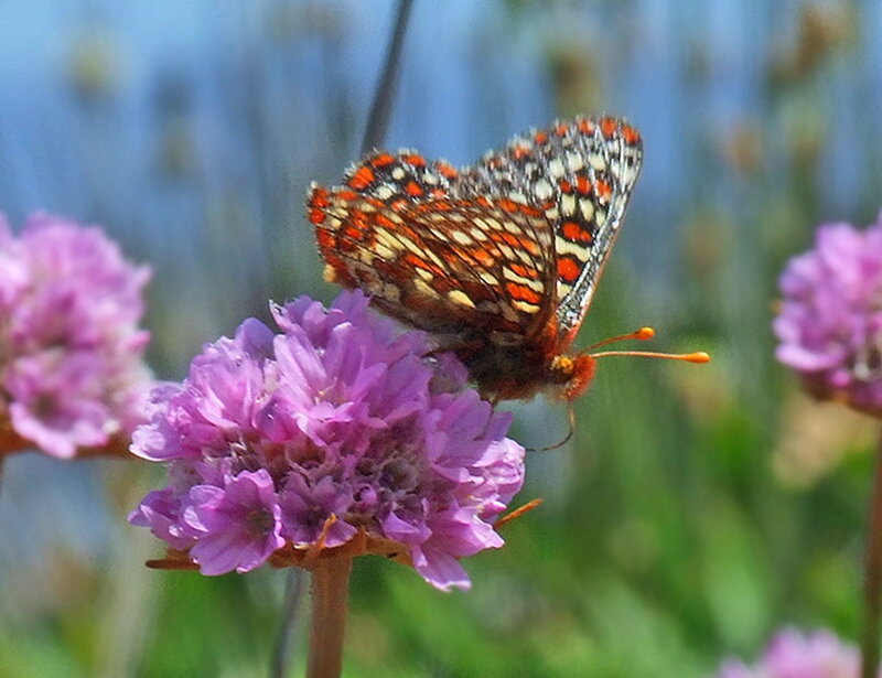 Butterfly on Purple Flower — Calm, Afternoon, Photograph, Greenery