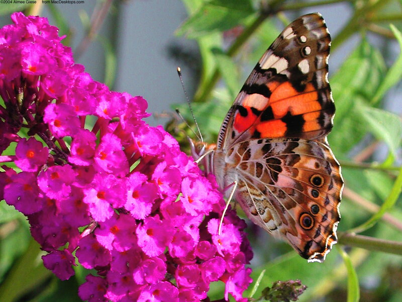 Butterfly on Purple Flower — Calm, Afternoon, Photograph, Leaf