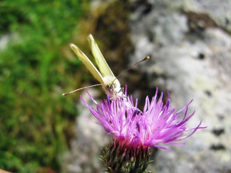 Butterfly on Purple Flower — Calm, Afternoon, Photograph