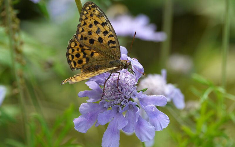 Butterfly on Purple Flower — Calm, Afternoon