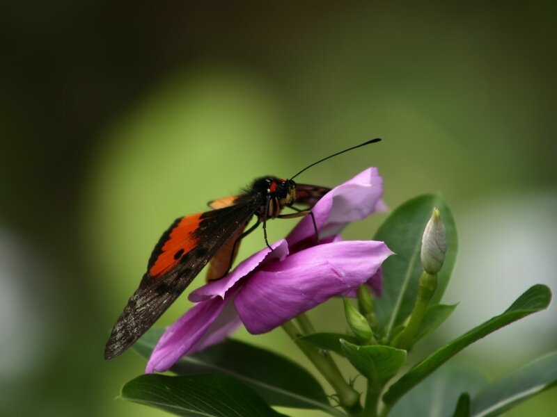 Butterfly on Purple Flower — Calm, Photograph, Leaf
