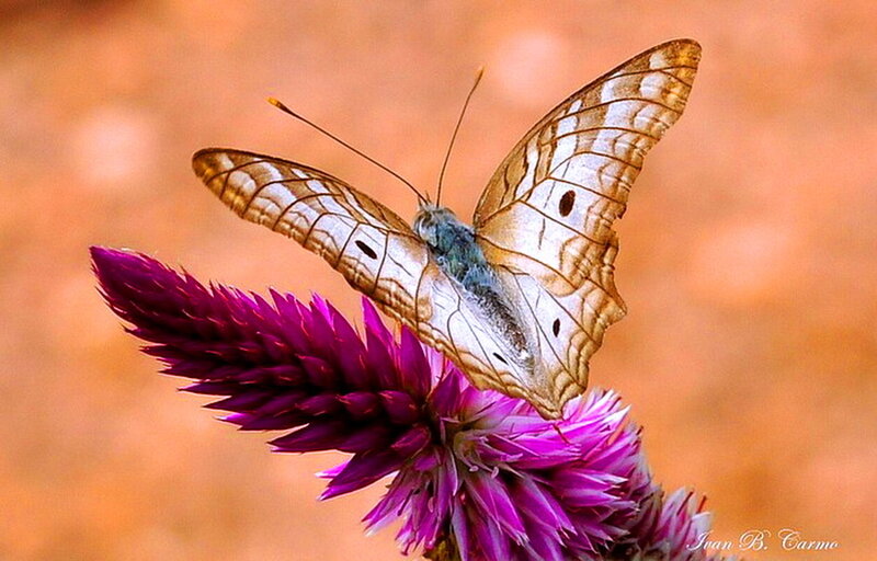 Butterfly on Purple Flower — Calm, Photograph