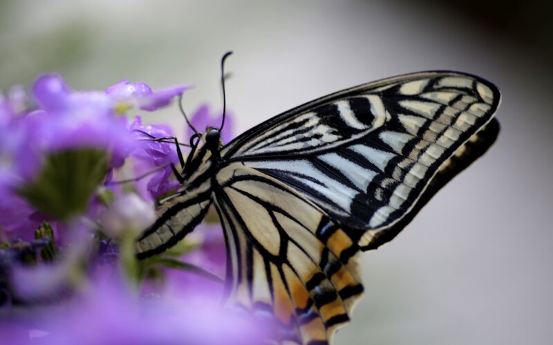 Butterfly on Purple Flower — Calm, Spring