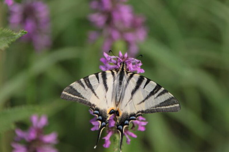 Butterfly on Purple Flower — Calm, Summer