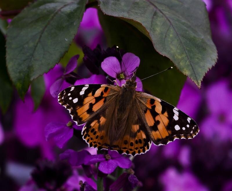 Butterfly on Purple Flower — Calm