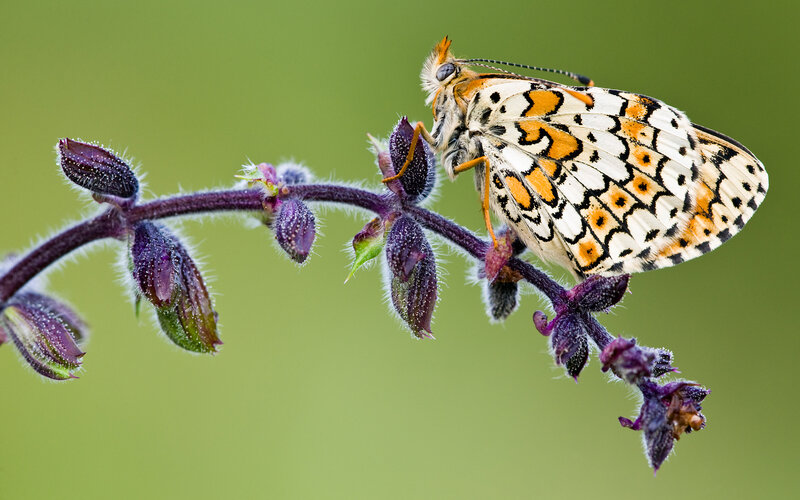 Butterfly on Purple Flower — Green, Calm, Photograph
