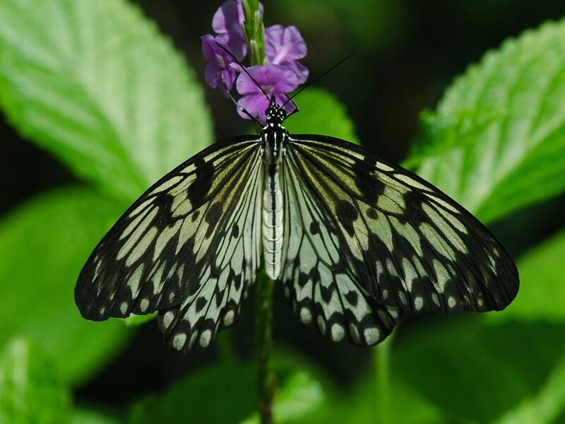 Butterfly on Purple Flower — Green, Calm
