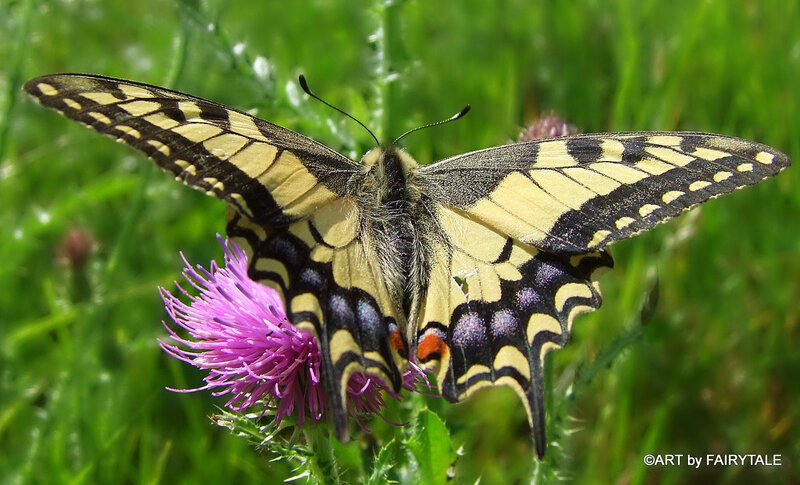 Butterfly on Purple Flower — Green, Natural