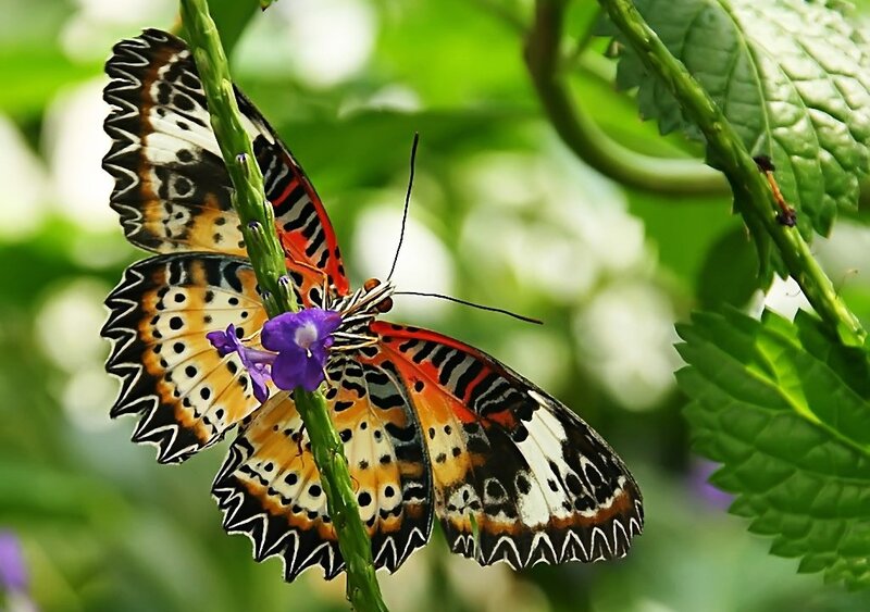 Butterfly on Purple Flower — Green, Serene