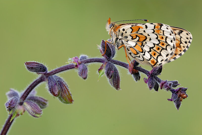 Butterfly on Purple Flower — Green