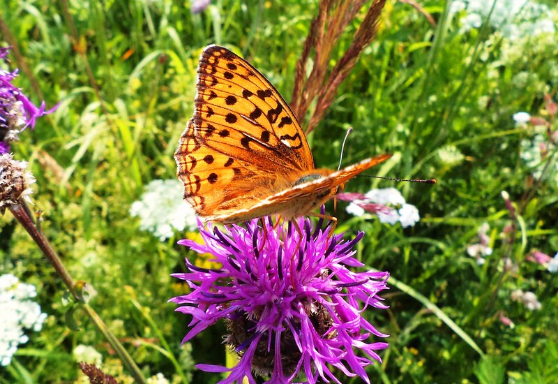 Butterfly on Purple Flower — Natural, Summer