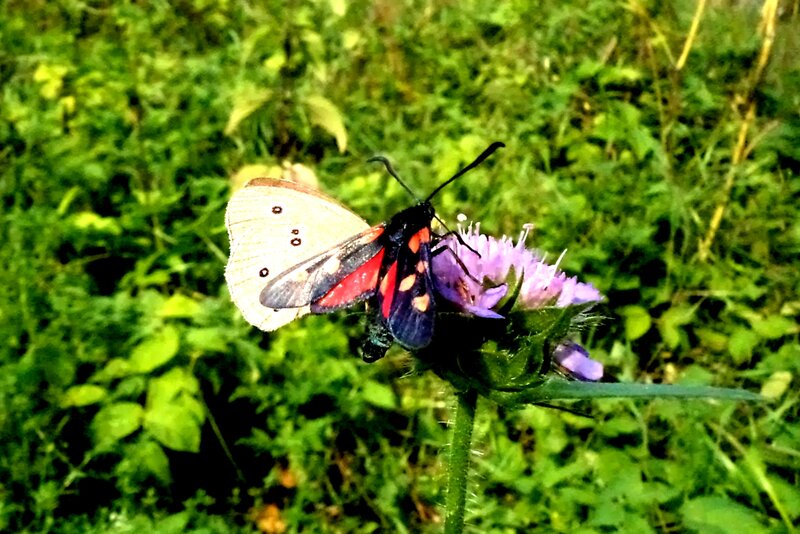 Butterfly on Purple Flower — Natural