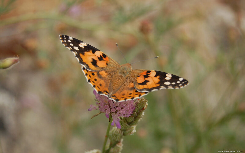 Butterfly on Purple Flower — Orange, Calm, Afternoon, Photograph