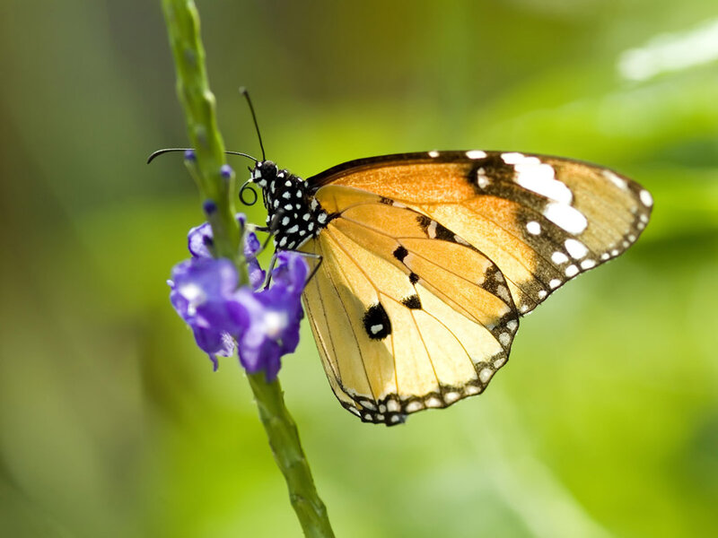 Butterfly on Purple Flower — Orange, Calm, Afternoon