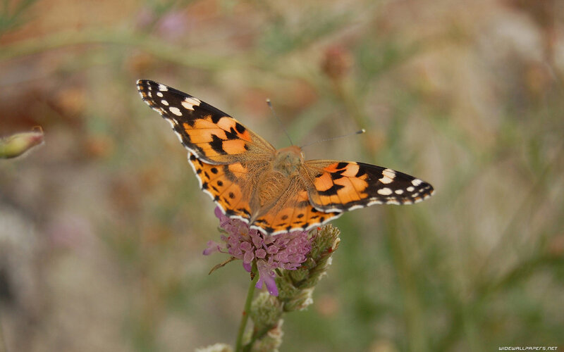 Butterfly on Purple Flower — Orange, Calm