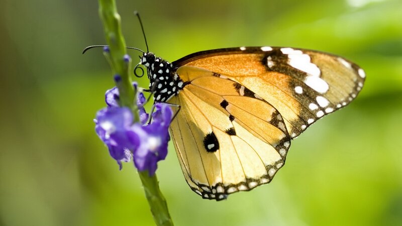Butterfly on Purple Flower — Orange, Serene, Afternoon, Photograph