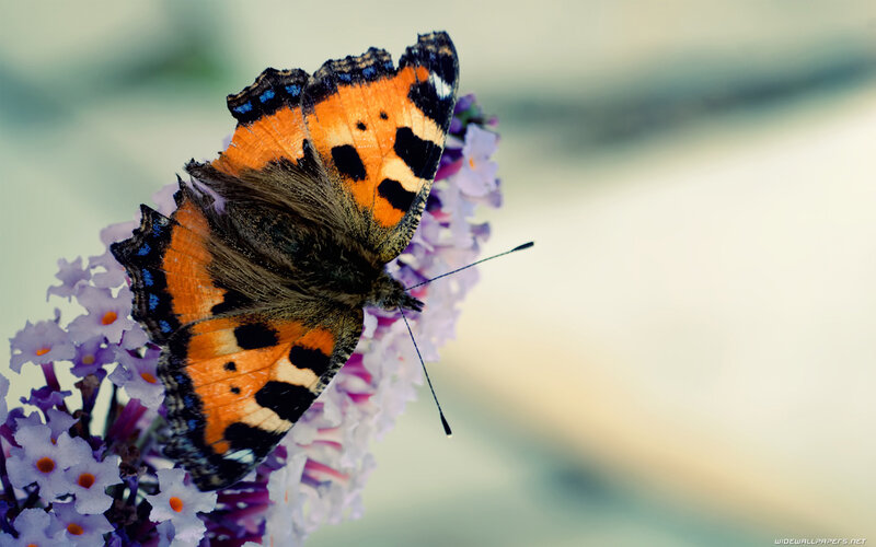 Butterfly on Purple Flower — Orange, Serene