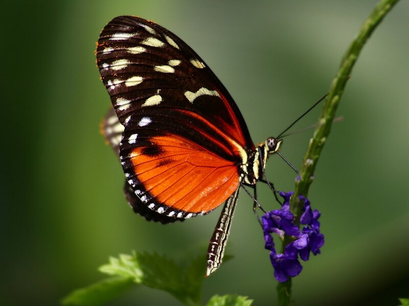 Butterfly on Purple Flower — Orange