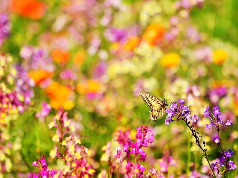 Butterfly on Purple Flower — Serene, Afternoon, Photograph, Field