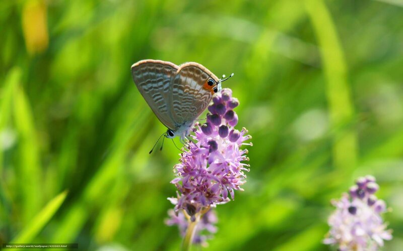 Butterfly on Purple Flower — Serene, Afternoon, Photograph, Grass, Insect