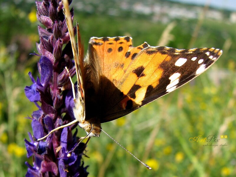 Butterfly on Purple Flower — Serene, Afternoon, Photograph, Grass, Sky