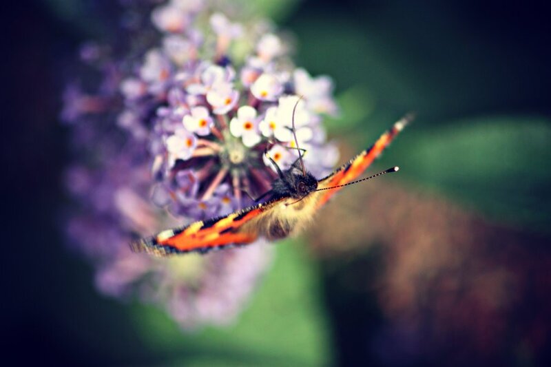 Butterfly on Purple Flower — Serene, Afternoon, Photograph, Greenery, Orange