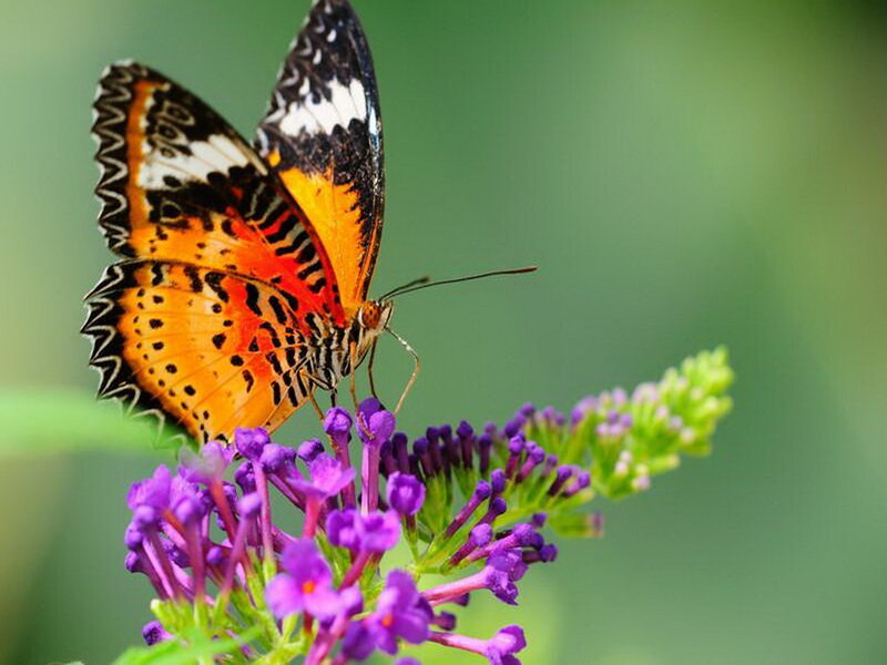 Butterfly on Purple Flower — Serene, Afternoon, Photograph, Greenery