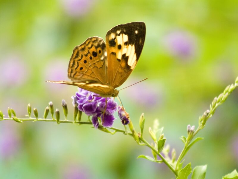 Butterfly on Purple Flower — Serene, Afternoon, Photograph, Plant, Greenery