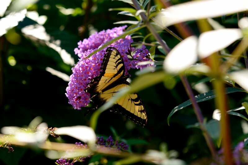 Butterfly on Purple Flower — Serene, Afternoon, Photograph, Plant