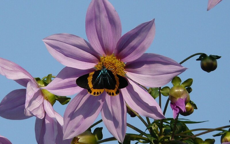 Butterfly on Purple Flower — Serene, Afternoon, Photograph, Sky, Bud