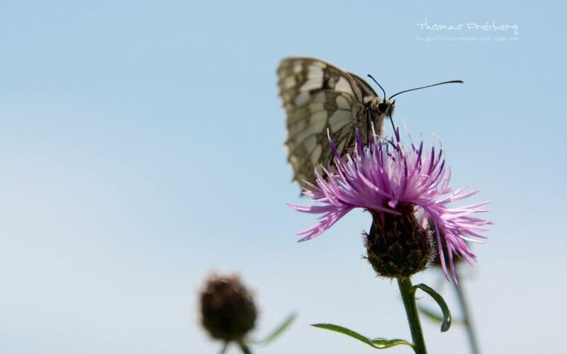 Butterfly on Purple Flower — Serene, Afternoon, Photograph, Sky