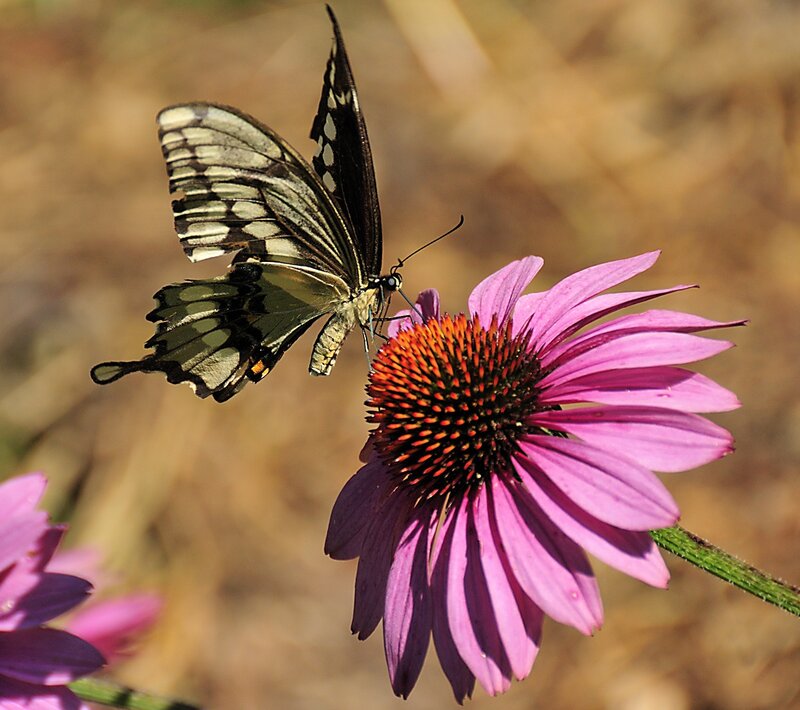 Butterfly on Purple Flower — Serene, Afternoon, Photograph, Stem