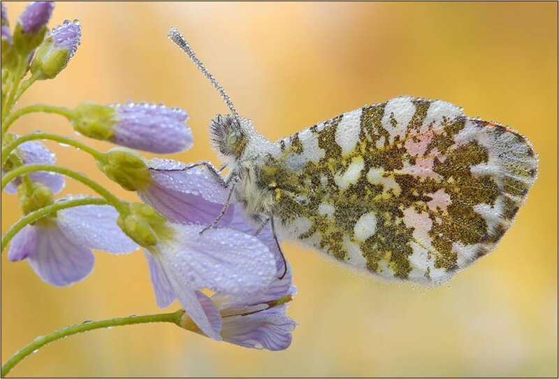 Butterfly on Purple Flower — Serene, Morning, Photograph, Dew