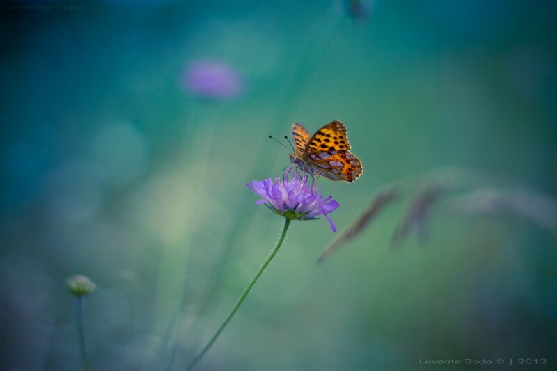 Butterfly on Purple Flower — Serene, Morning, Photograph, Grass