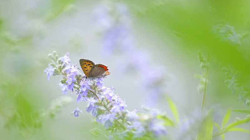Butterfly on Purple Flower — Serene, Morning